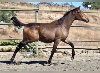 Caballo de deporte español, Yegua, 1 año, 150 cm, Bayo