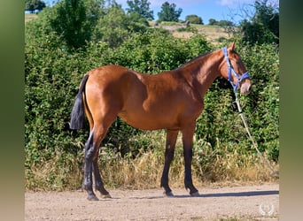 Caballo de deporte español, Yegua, 1 año, 150 cm, Castaño