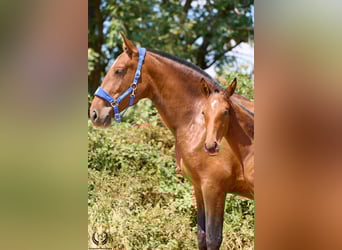 Caballo de deporte español, Yegua, 1 año, 150 cm, Castaño