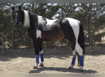 Caballo de deporte español, Yegua, 1 año, 150 cm, Pío