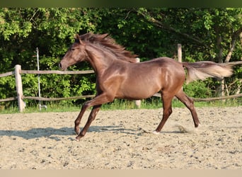 Caballo de deporte español, Yegua, 1 año, 151 cm, Negro