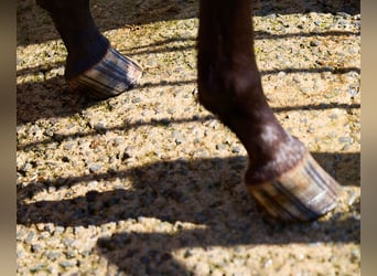 Caballo de deporte español, Yegua, 1 año, 155 cm, Atigrado/Moteado