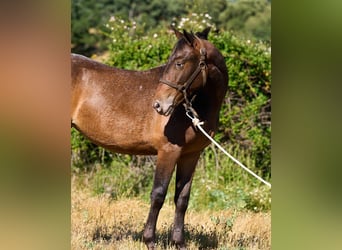 Caballo de deporte español, Yegua, 1 año, 155 cm, Atigrado/Moteado