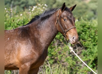 Caballo de deporte español, Yegua, 1 año, 155 cm, Atigrado/Moteado