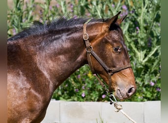 Caballo de deporte español, Yegua, 1 año, 155 cm, Atigrado/Moteado