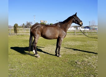 Caballo de deporte español, Yegua, 22 años, 180 cm, Castaño