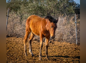 Caballo de deporte español Mestizo, Yegua, 2 años, 130 cm, Castaño