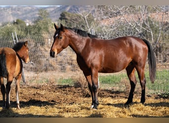 Caballo de deporte español Mestizo, Yegua, 2 años, 130 cm, Castaño