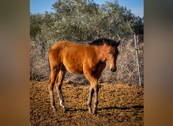 Caballo de deporte español Mestizo, Yegua, 2 años, 130 cm, Castaño