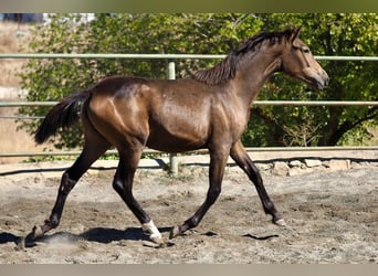 Caballo de deporte español, Yegua, 2 años, 150 cm, Bayo