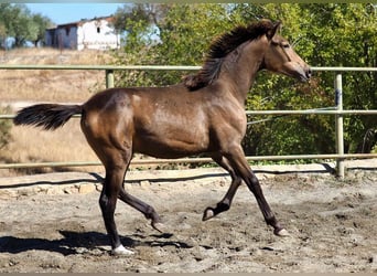 Caballo de deporte español, Yegua, 2 años, 150 cm, Bayo