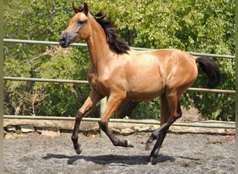 Caballo de deporte español, Yegua, 2 años, 153 cm, Buckskin/Bayo