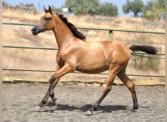 Caballo de deporte español, Yegua, 2 años, 153 cm, Buckskin/Bayo