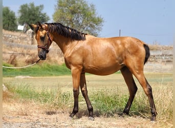 Caballo de deporte español, Yegua, 2 años, 153 cm, Buckskin/Bayo