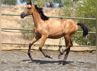 Caballo de deporte español, Yegua, 2 años, 153 cm, Buckskin/Bayo