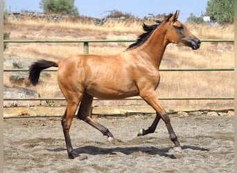 Caballo de deporte español, Yegua, 2 años, 153 cm, Buckskin/Bayo