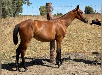 Caballo de deporte español, Yegua, 2 años, 155 cm, Alazán-tostado