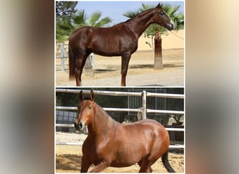 Caballo de deporte español, Yegua, 2 años, 155 cm, Alazán-tostado