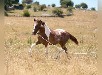 Caballo de deporte español, Yegua, 2 años, 158 cm, Tobiano-todas las-capas