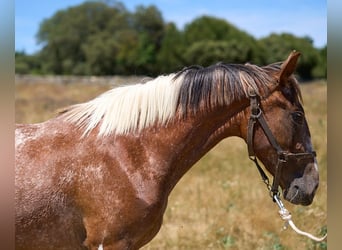 Caballo de deporte español, Yegua, 2 años, 158 cm, Tobiano-todas las-capas