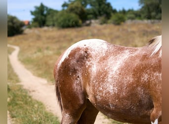 Caballo de deporte español, Yegua, 2 años, 158 cm, Tobiano-todas las-capas