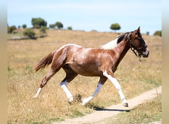 Caballo de deporte español, Yegua, 2 años, 158 cm, Tobiano-todas las-capas