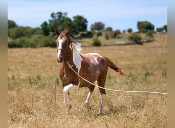 Caballo de deporte español, Yegua, 2 años, 158 cm, Tobiano-todas las-capas