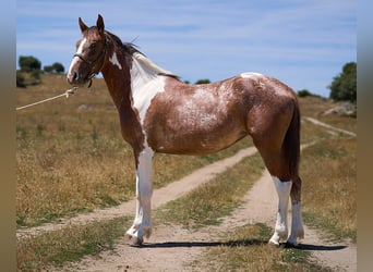 Caballo de deporte español, Yegua, 2 años, 158 cm, Tobiano-todas las-capas