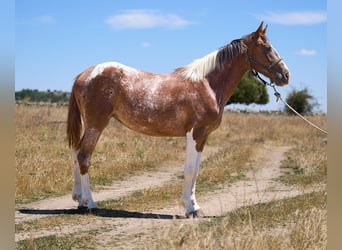 Caballo de deporte español, Yegua, 2 años, 158 cm, Tobiano-todas las-capas