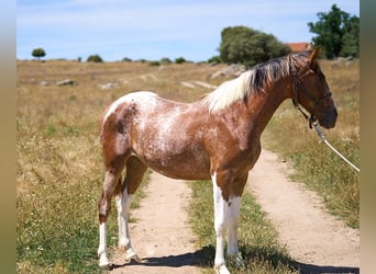 Caballo de deporte español, Yegua, 2 años, 158 cm, Tobiano-todas las-capas