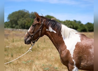 Caballo de deporte español, Yegua, 2 años, 158 cm, Tobiano-todas las-capas