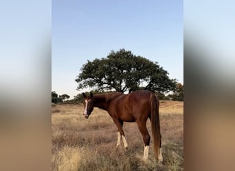 Caballo de deporte español, Yegua, 2 años, 159 cm, Alazán