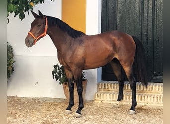 Caballo de deporte español, Yegua, 2 años, 159 cm, Castaño