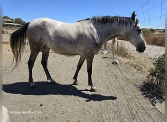 Caballo de deporte español Mestizo, Yegua, 2 años, 160 cm, Tordo rodado