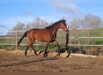 Caballo de deporte español, Yegua, 2 años, 164 cm, Castaño claro