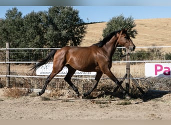 Caballo de deporte español, Yegua, 2 años, 165 cm, Castaño