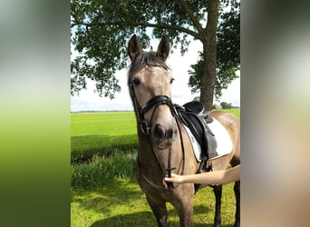 Caballo de deporte español Mestizo, Yegua, 3 años, 150 cm, Musgo