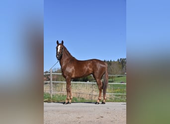 Caballo de deporte español, Yegua, 3 años, 154 cm, Alazán-tostado