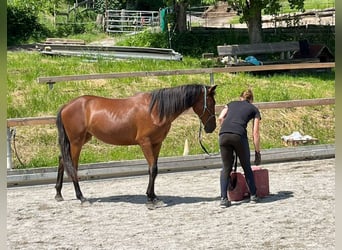 Caballo de deporte español, Yegua, 3 años, 155 cm, Bayo