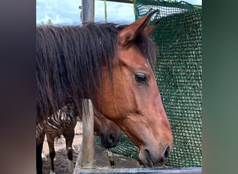 Caballo de deporte español, Yegua, 3 años, 155 cm, Bayo