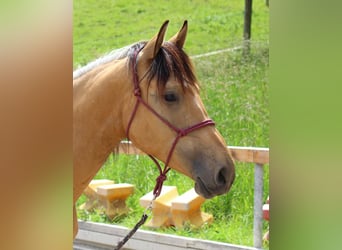 Caballo de deporte español, Yegua, 3 años, 155 cm, Bayo