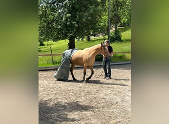 Caballo de deporte español, Yegua, 3 años, 155 cm, Bayo