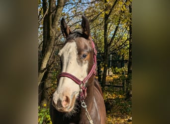 Caballo de deporte español, Yegua, 3 años, 158 cm, Castaño oscuro