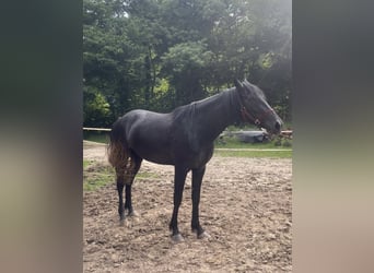 Caballo de deporte español Mestizo, Yegua, 3 años, 158 cm, Tordillo negro