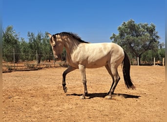 Caballo de deporte español Mestizo, Yegua, 3 años, 160 cm, Bayo