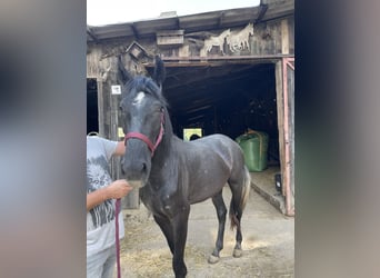 Caballo de deporte español, Yegua, 3 años, 160 cm, Musgo