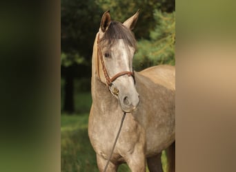 Caballo de deporte español, Yegua, 3 años, 160 cm, Tordo