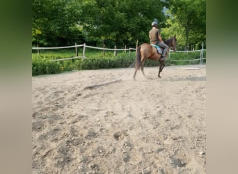 Caballo de deporte español, Yegua, 3 años, 163 cm
