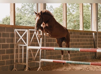 Caballo de deporte español, Yegua, 3 años, 165 cm, Alazán