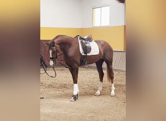 Caballo de deporte español, Yegua, 3 años, 165 cm